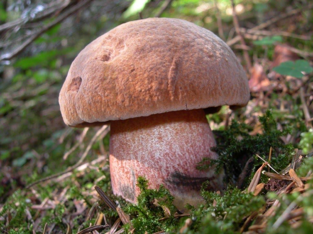 Розлуч з panoramio.com - Розлуч