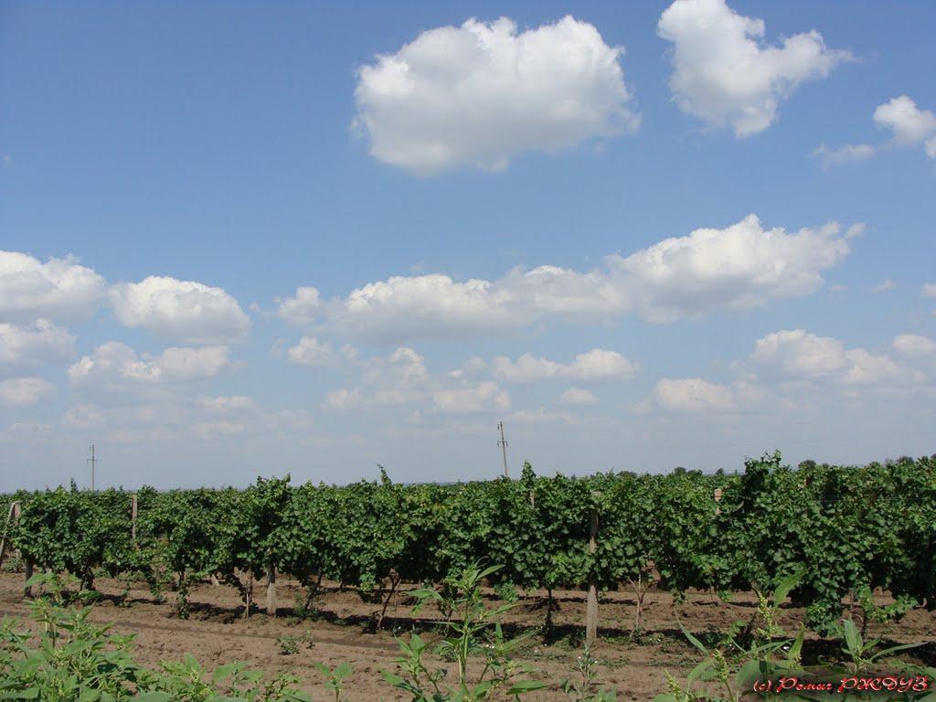 Лиманське з panoramio.com - Лиманское