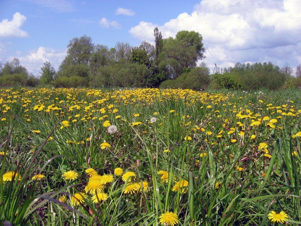 Голосків з panoramio.com - Голосков