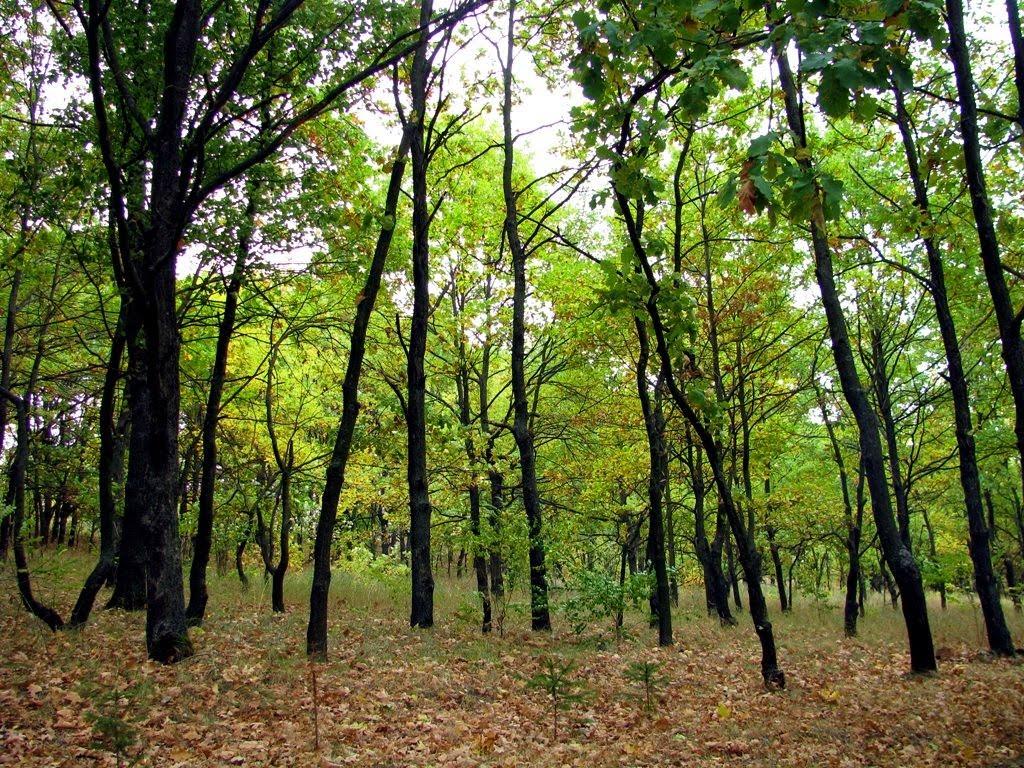 Красляни з panoramio.com - Красляни