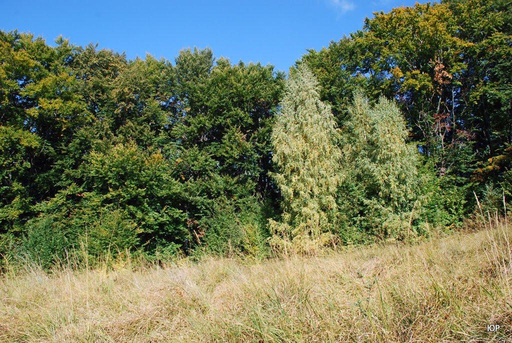 Вовчий з panoramio.com - Вовчий