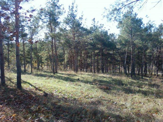 Олександрівка з panoramio.com - Александровка