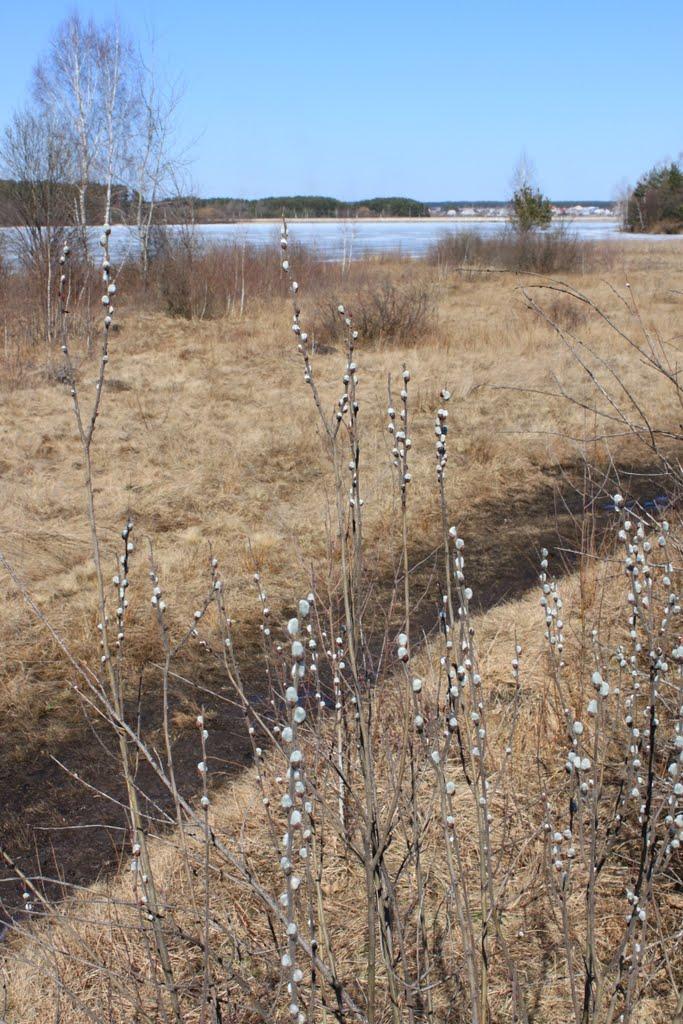 Тетерівка з panoramio.com - Тетеревка