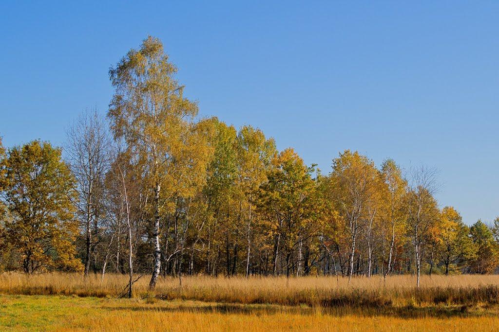 Острів з panoramio.com - Острів