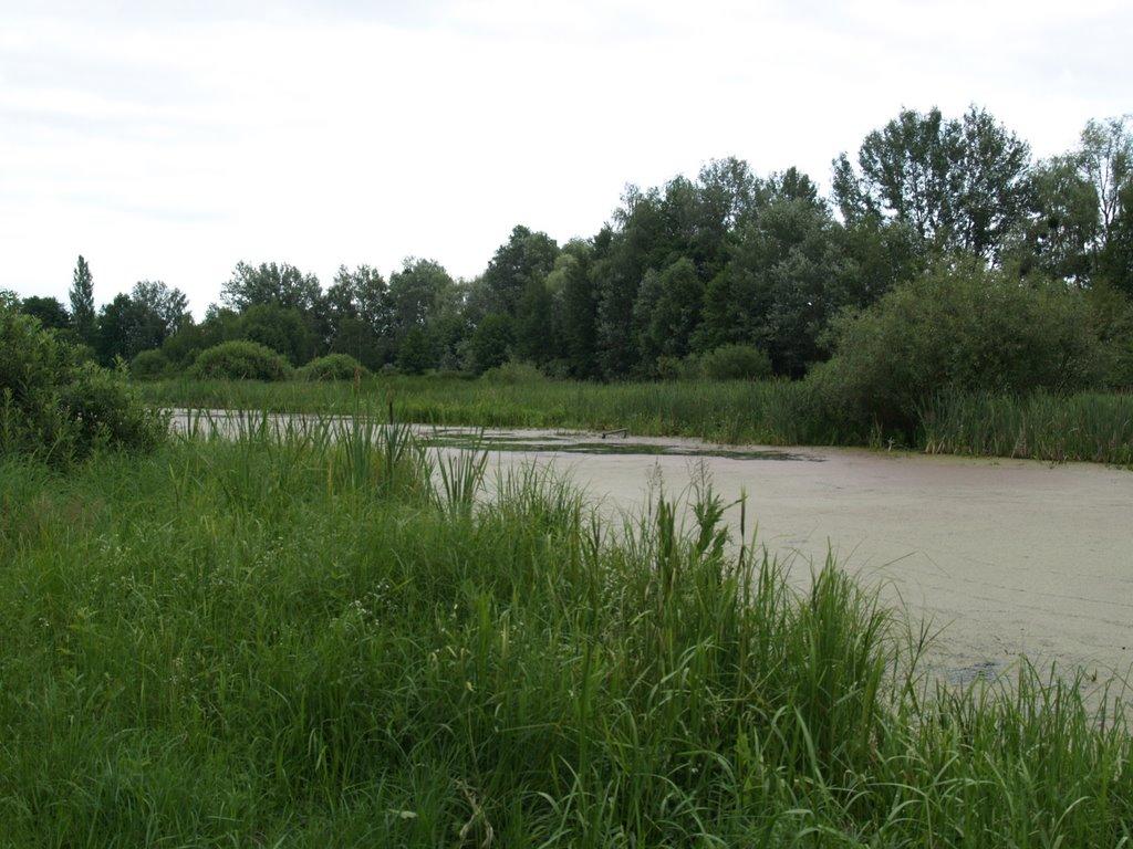 Лісники з panoramio.com - Лісники