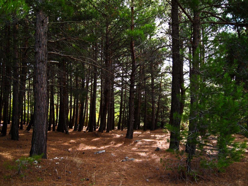 Олива з panoramio.com - Olyva