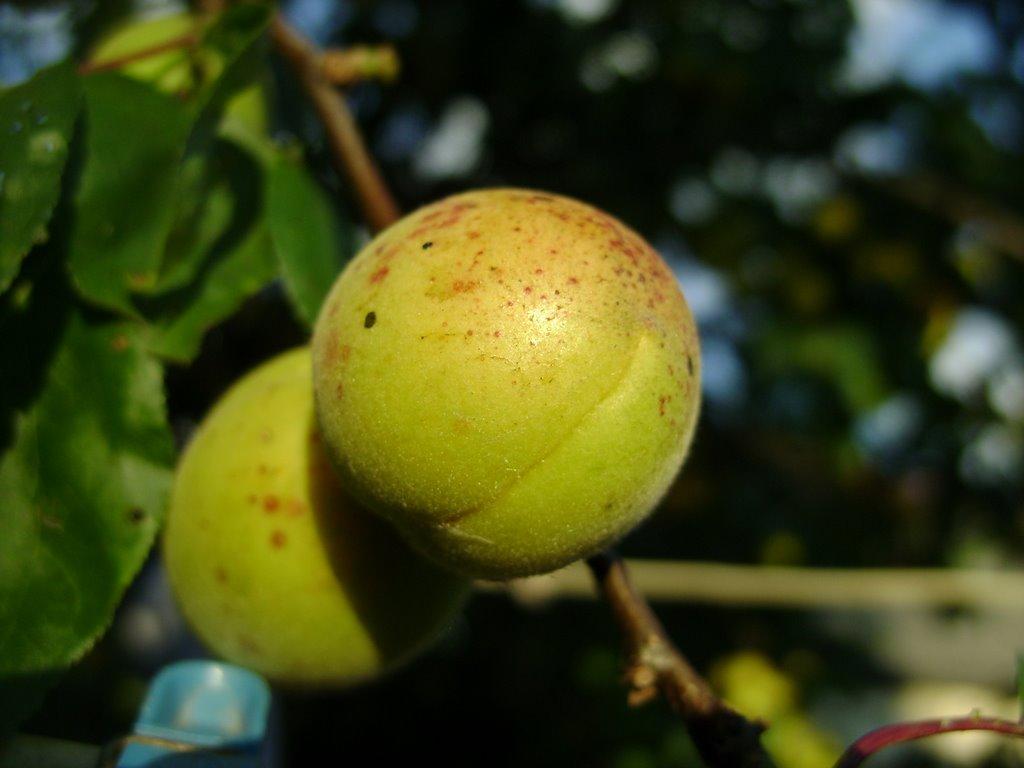 Березань з panoramio.com - Березань