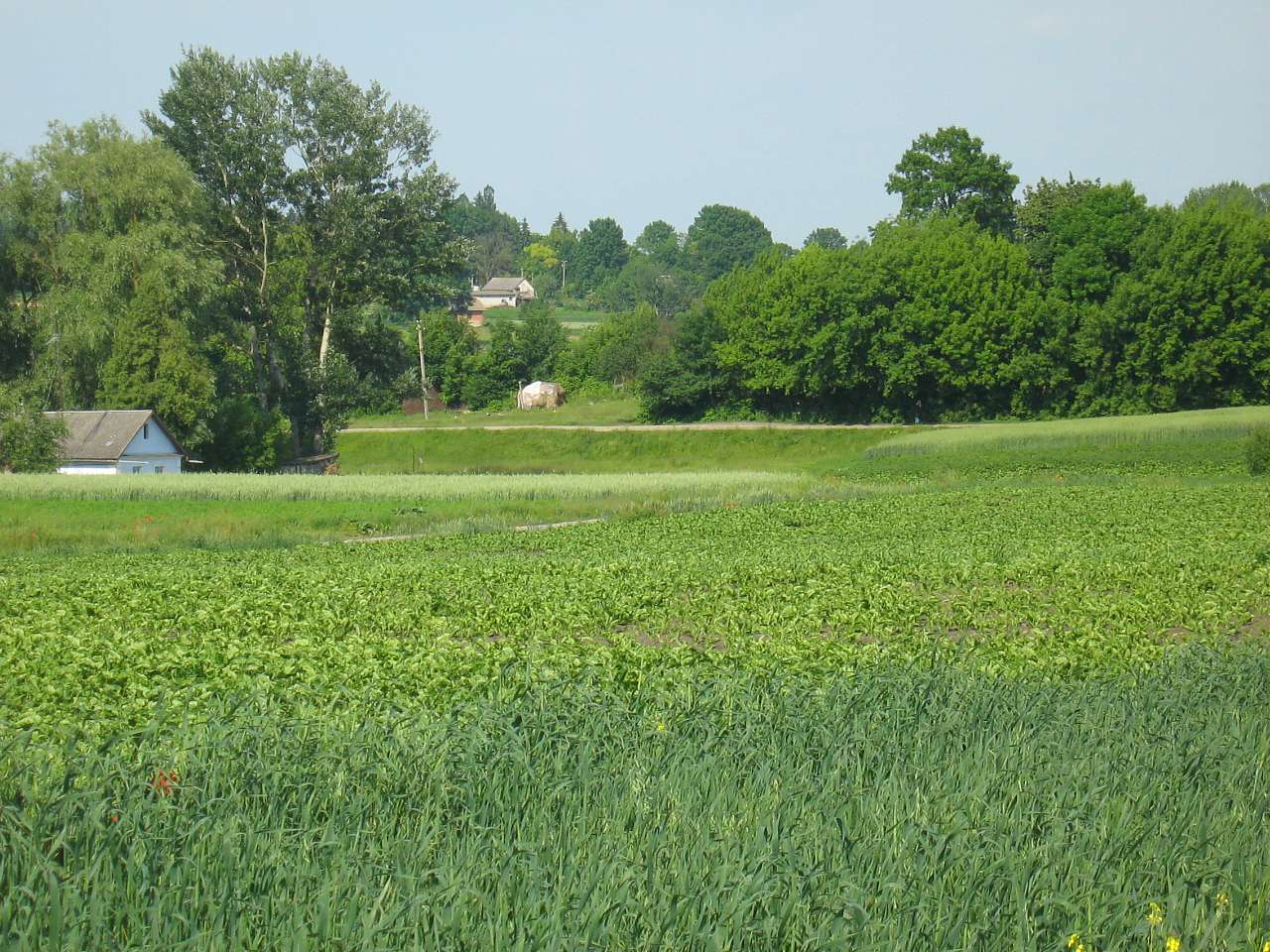 моє село - Klynyny