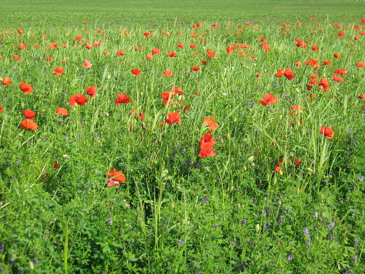 моє село - Klynyny