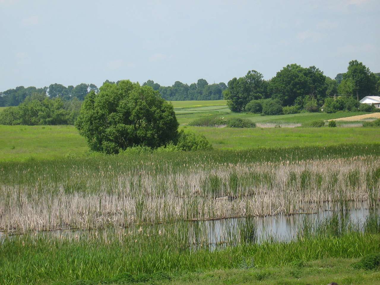 моє село - Klynyny