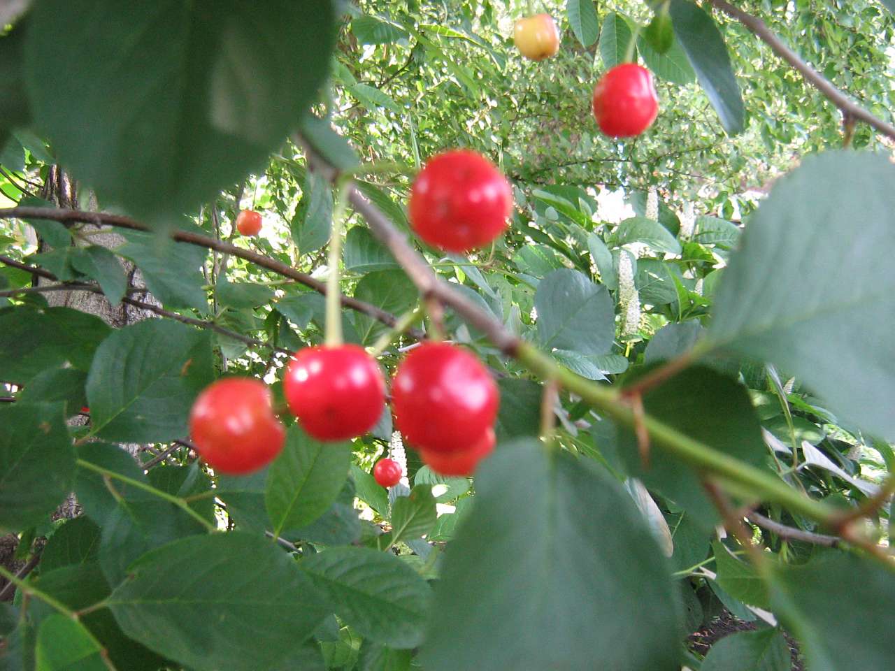 моє село - Клинины