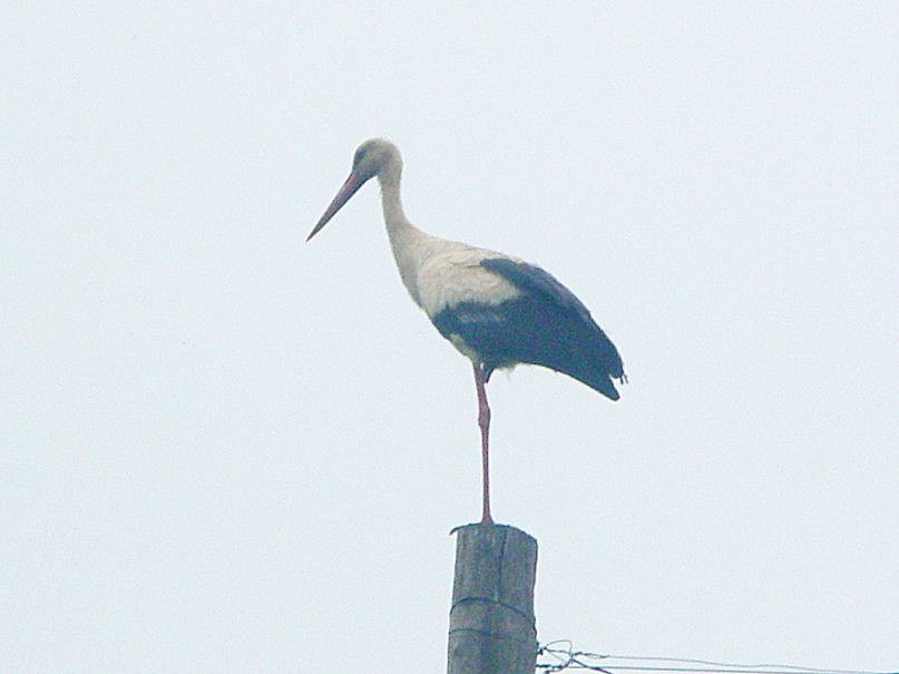 Життя селянське - Будеї