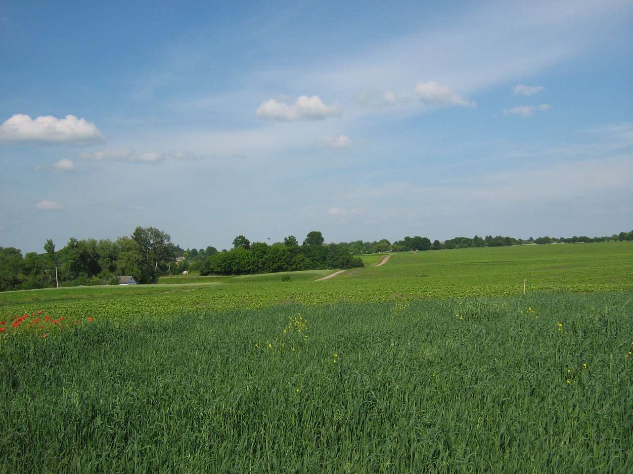 моє село - Klynyny