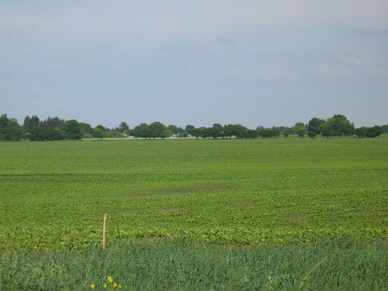 моє село - Klynyny
