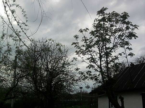 с Новоселиця. - Новоселиця