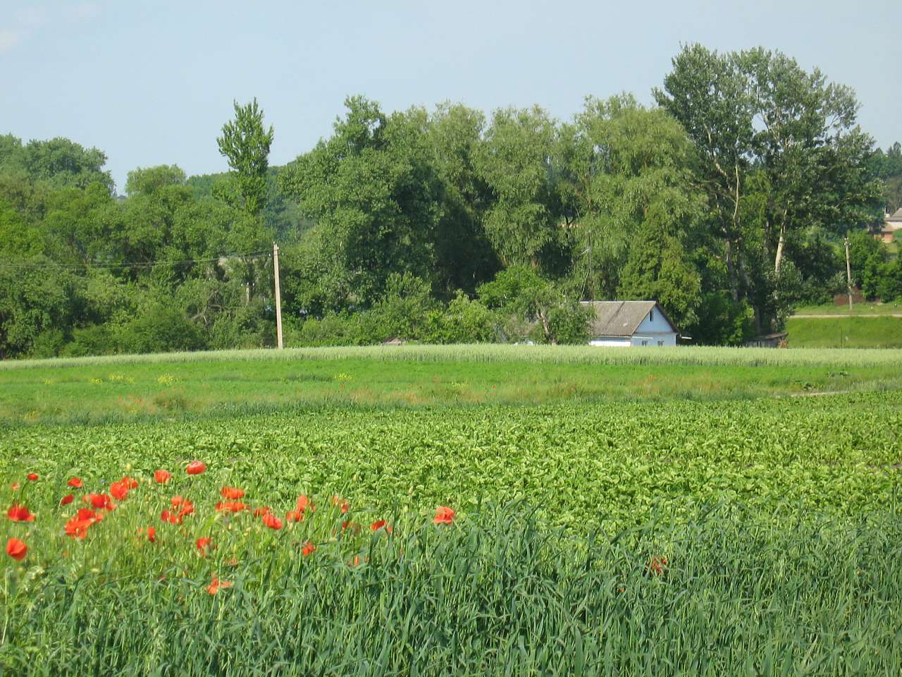 моє село - Klynyny
