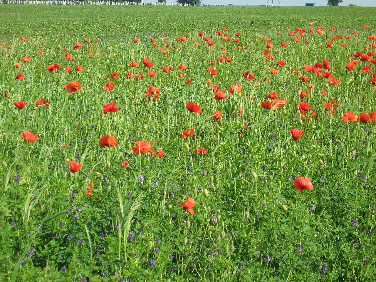 моє село - Klynyny