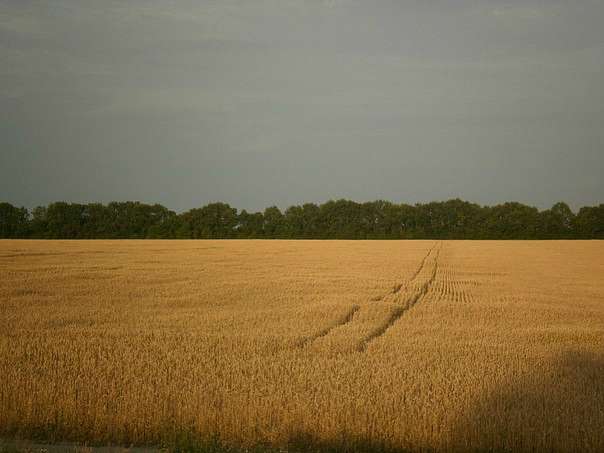 с Новоселиця. - Новоселиця