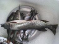 Озаричі з panoramio.com