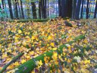 Вакалівщина з panoramio.com