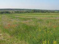 Соснівка з panoramio.com