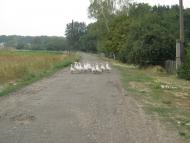 Лісна Поляна з panoramio.com