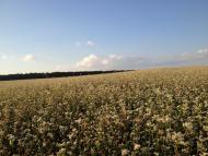 Капустинський Ліс з panoramio.com