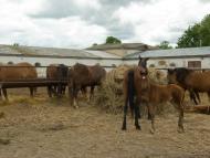 Новоолександрівка з panoramio.com