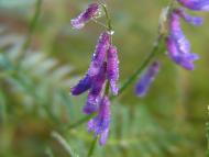 Милування з panoramio.com