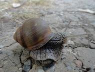 Микулинці з panoramio.com