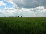 Свистунове - Останні фото