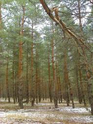 Крута Гора з panoramio.com