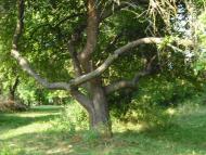 Поточани з panoramio.com