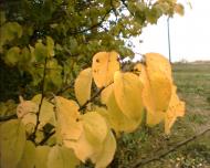 Грушка з panoramio.com