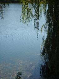 Цукури з panoramio.com