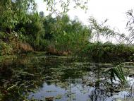 Стара Некрасівка з panoramio.com