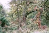 Вилкове з panoramio.com (ч.2) - Vylkove