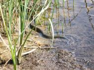 Самусіївка з panoramio.com