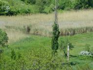 Дубове з panoramio.com