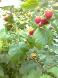 Шумляни з panoramio.com