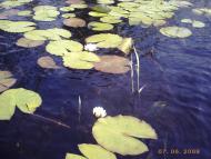 Куцеволівка з panoramio.com - Куцеволівка