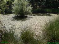 Підгородне з panoramio.com