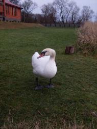 Пустомити з panoramio.com