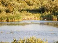 Тутовичі з panoramio.com