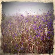 Мале з panoramio.com