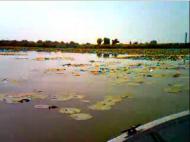 Велетенске з panoramio.com