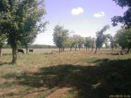 Нові Бутори з panoramio.com