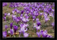 Вільшани з panoramio.com