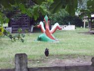 Грушка - Останні фото