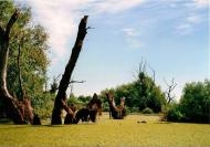 Дунайське з panoramio.com (ч.2)